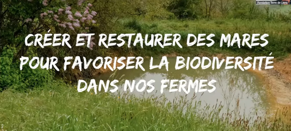 Webinaire “Entretenir et suivre ses mares pour préserver la biodiversité”