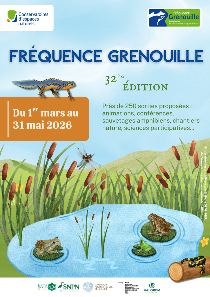 Fréquence Grenouille 2026&nbsp;: Sensibilisation à la préservation des zones humides et des amphibiens