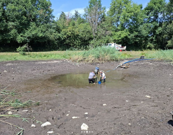 Restauration d’une mare en faveur du Pélobate cultripède sur le Larzac&nbsp;!
