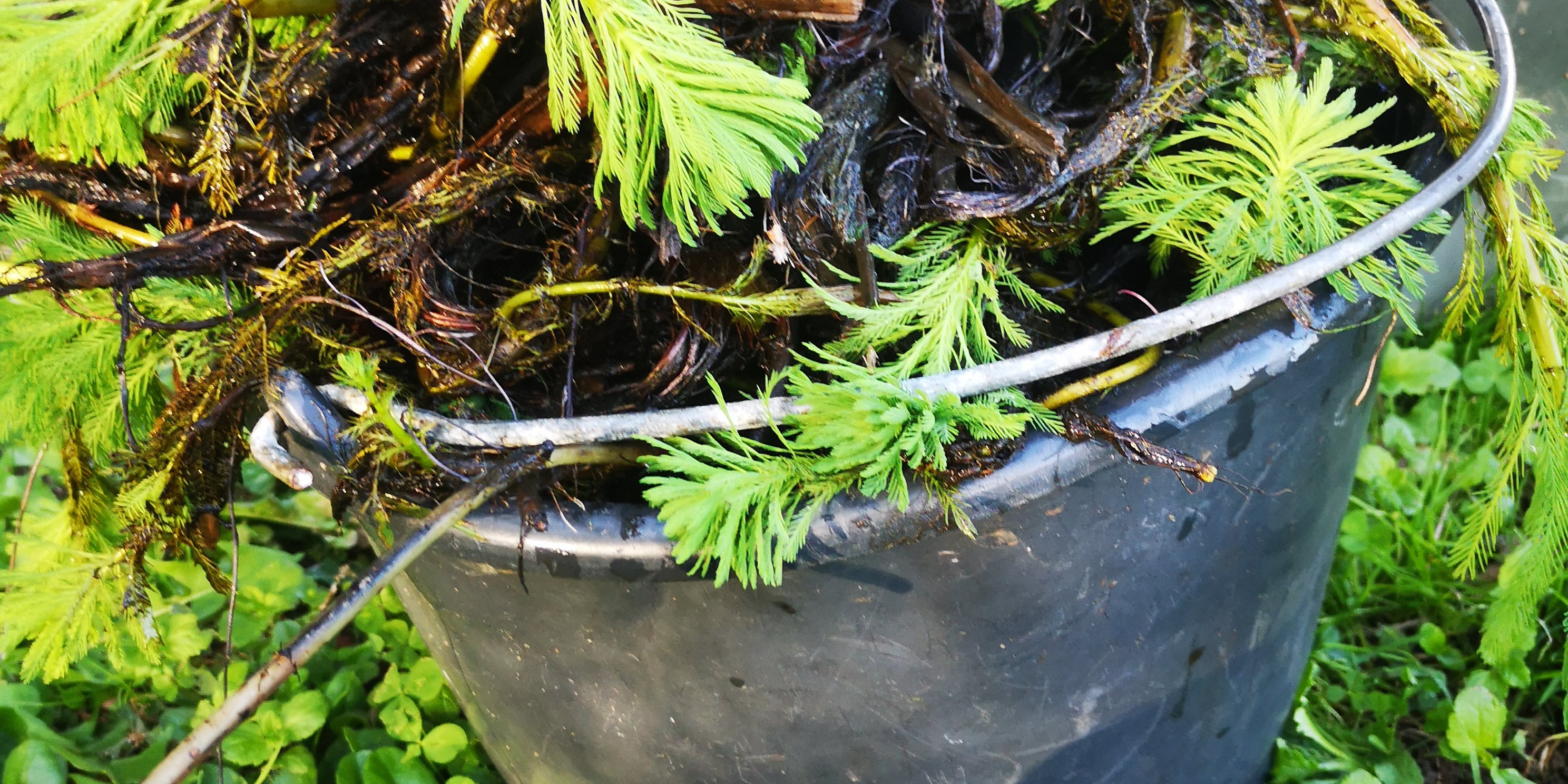 Arrachage de myriophylle du Brésil