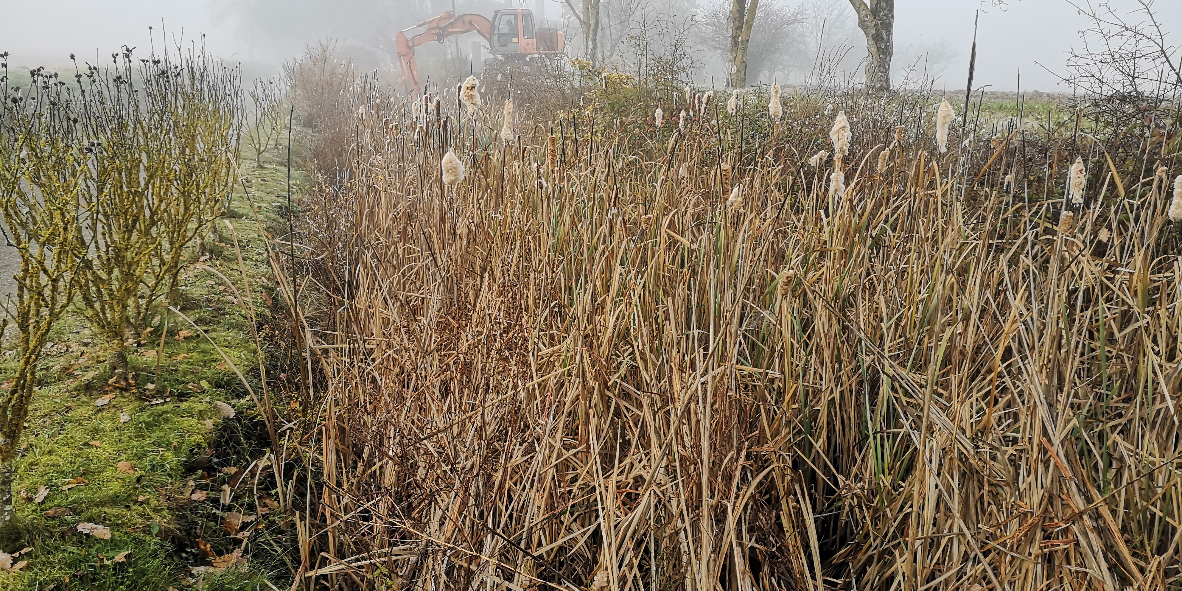 Mare du jardin avant les travaux