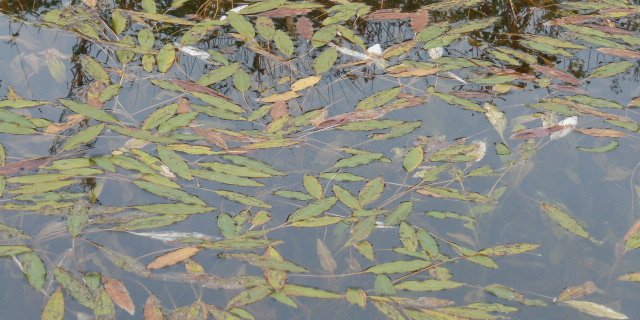 Potamot noueux mare du jardin