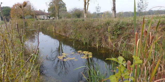 Mare du jardin un an après les travaux