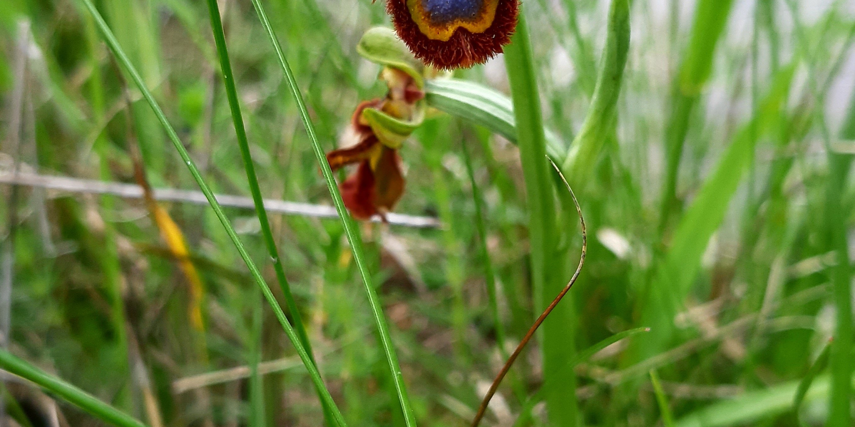 Ophrys miroir au bord de la mare du jardin